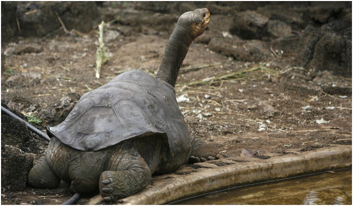 La muerte solitaria de George, la tortuga, última de su especie