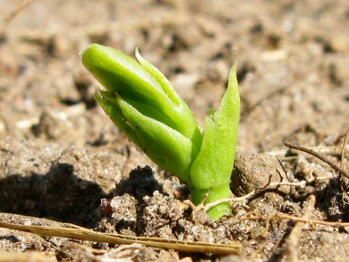 Dichos y refranes: Aparecer-Aprovechar