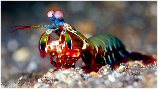 El Camarón Mantis puede tener el secreto para desarrollar armaduras más ligeras y resistentes