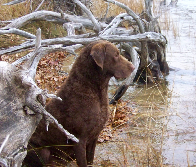 La domesticación de los perros y la supervivencia humana
