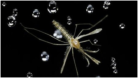Cómo los mosquitos sobreviven a las gotas de lluvia