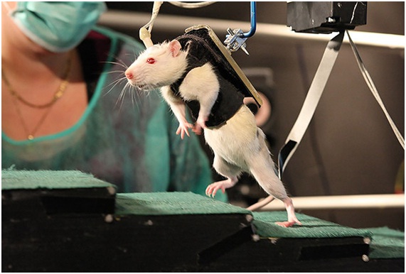 Ratas paralizadas vuelven a caminar