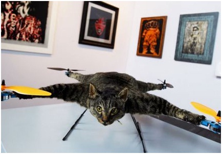 Orville, el gato helicóptero