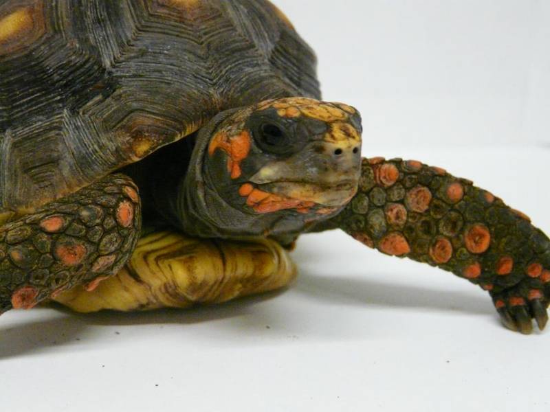 Aún teniendo la sangre fría…yo también aprendo.