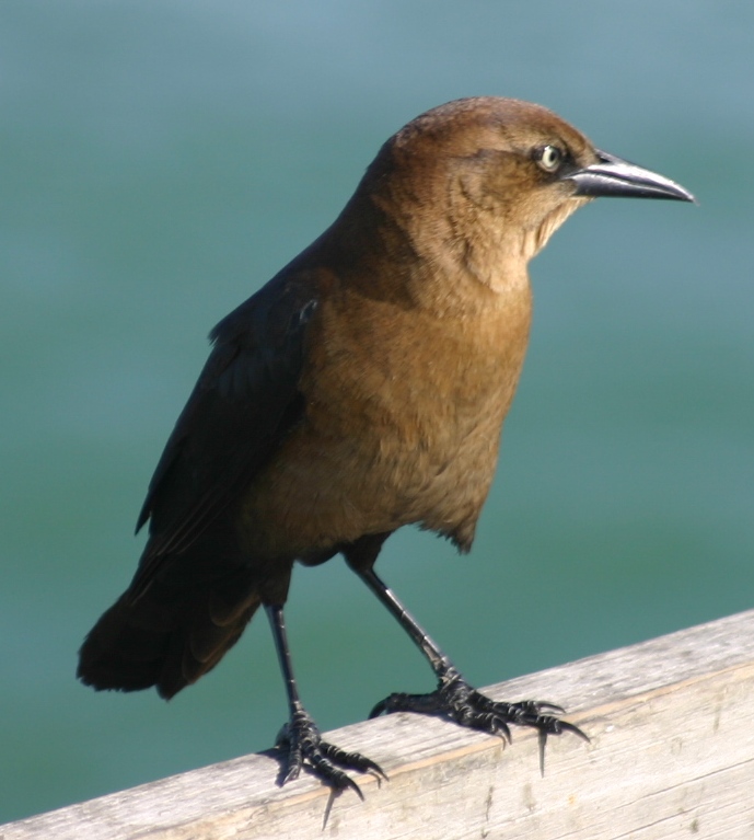 Dichos y refranes: Ave-Azul