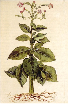 Descubrimiento y producción de fármacos de origen natural