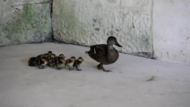 Imprinting (período crítico) o impresión (psicología)