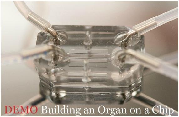 La construcción de un órgano en un chip
