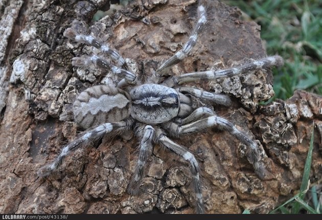 Una nueva tarántula teje su estrella