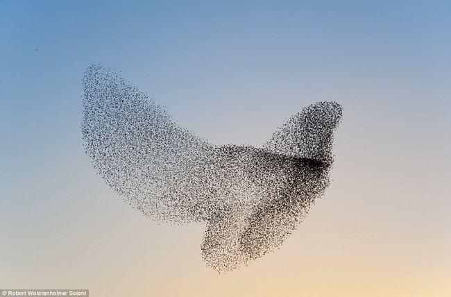 La belleza sincrónica