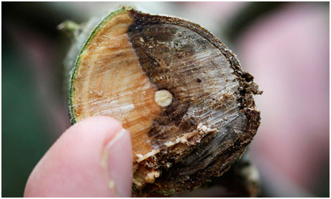 Los fresnos mueren: imposible erradicar la enfermedad