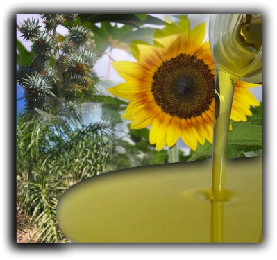 Embrapa lanza nuevos conocimientos sobre las especies arbóreas con la energía potencial