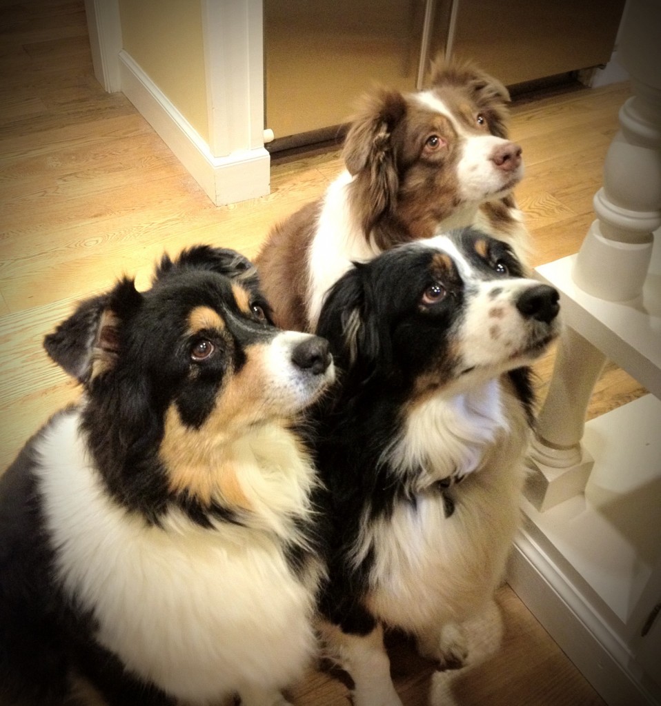 I’ll Have What He’s Having: Dogs Eavesdrop on Human Interactions