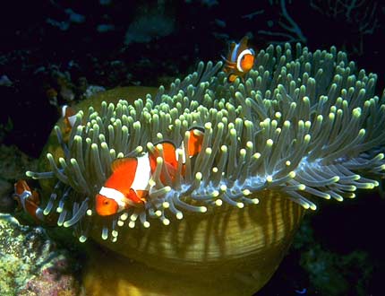 Interacción entre organismos: parásitos, biotecnología e invocación a las interéticas