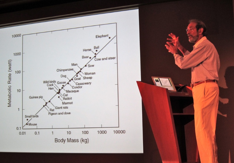 Escalabilidad biológica (Kleiber) y artificial (West)
