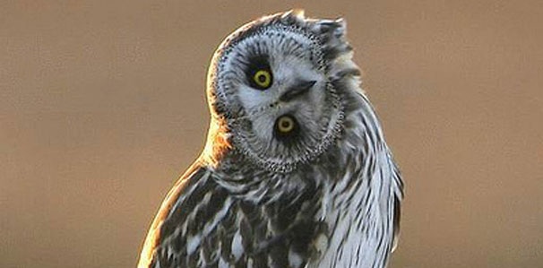 Declaración Universal de los Derechos de los Animales