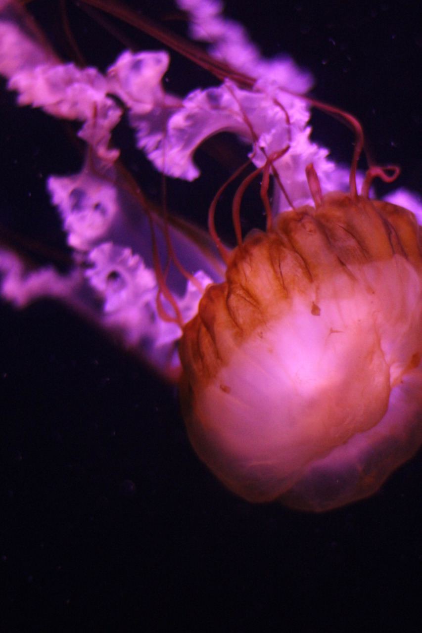 Bridging the Gap Between Science and Design: Biologically Inspired Design