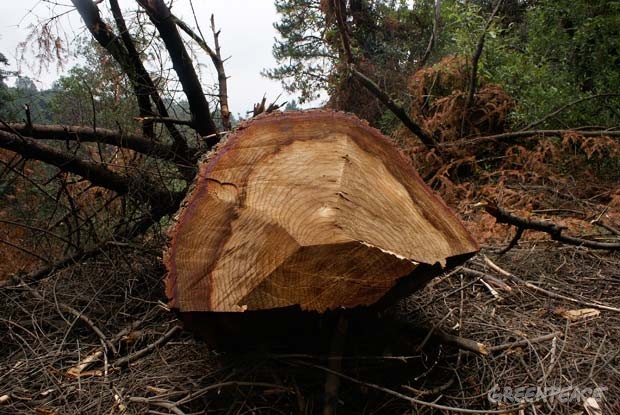 México único país de la OCDE que pierde bosques y selvas