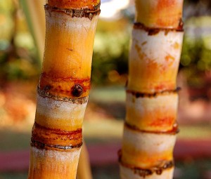 Tropical Medicine Mystery: Something is Killing Young Men in Central America