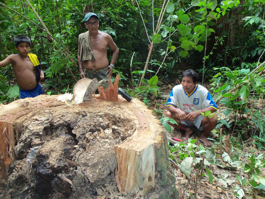 Bases conceptuales del manejo forestal comunitario