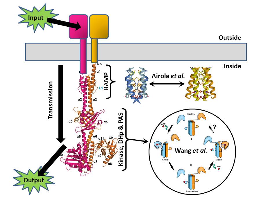 Are We Quorate Yet? Return to Bug Signalling