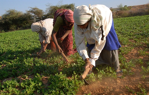 Declaración del Primer Encuentro Mundial de Custodios de Semillas