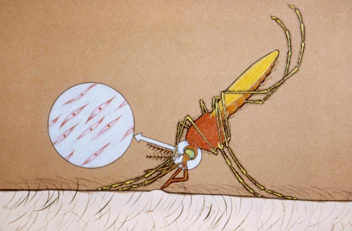 Could Vaccines Breed Super-Virulent Malaria?