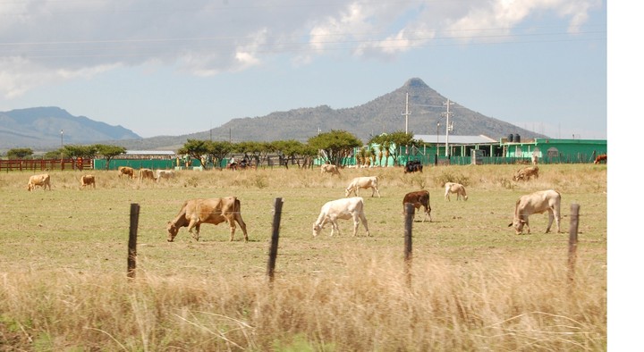 Desaparece el 60% de la vegetación por la ganadería