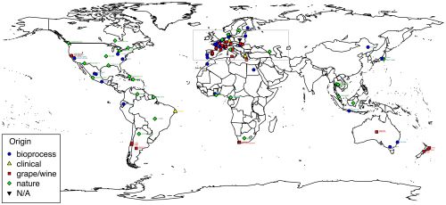 For Yeast’s Sake: The Benefits of Eating Cheese, Chocolate, and Wine
