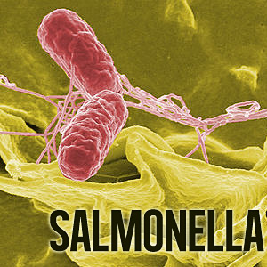 Infección por salmonella disminuye, pero crecen otras enfermedades de transmisión alimentaria en EEUU