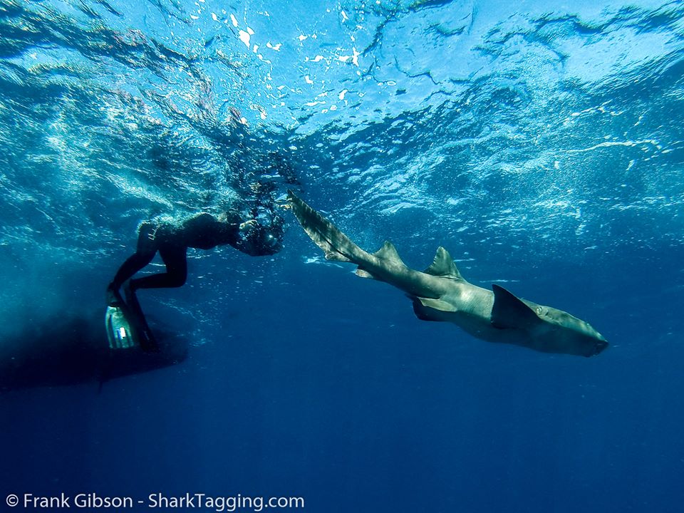 Expert amateurs: local dive guides report sharks for citizen science