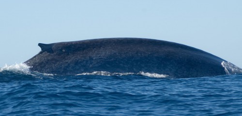 Satellite Telemetry Uncovers the Tracks of Tiny Ocean Giants