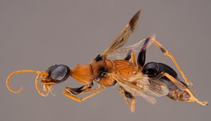 Poll the Audience: Crowd-sourcing the Name of a New Species of Wasp