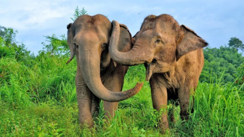 Esas bestias inteligentes y sentimentales