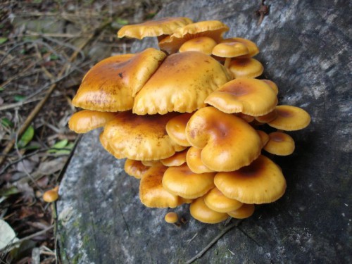 Hongos, aves y chiles