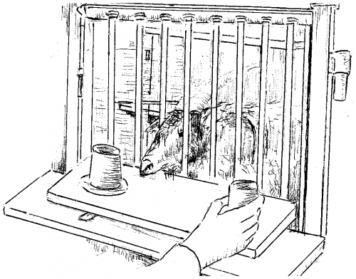 Beating the Odds: Are Goats Better Gamers than Sheep?