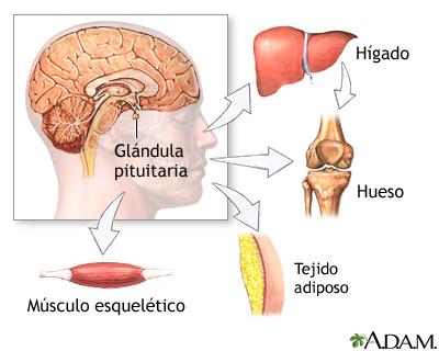 Una mirada a la evolución del locus de la hormona de crecimiento en primates a través de sus cambios estructurales y funcionales.