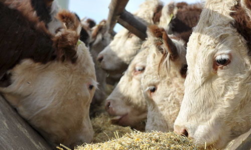 Transformar el cereal en carne no es eficiente contra el hambre