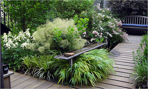 Native Plants for Urban Gardens