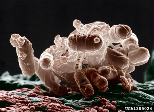 Cómo diseñar una bacteria que mate patógenos