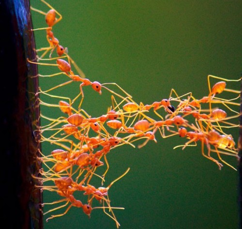 La naturaleza y su capital intangible