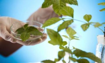 Plantas medicinales previenen 80% de las enfermedades: experto