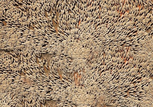 Mi comportamiento como manada