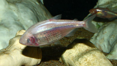 Why do cavefish lose their eyes?