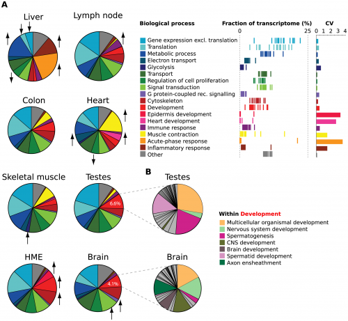 Why do all cells have the complete genome?