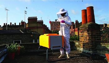 Colmenas urbanas para salvar a las abejas