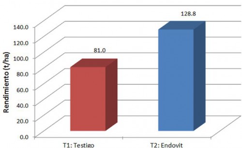 Rendimiento de cultivo de tomate a campo abierto