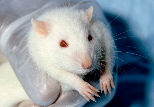 Vacuna contra la obesidad