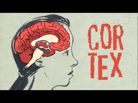 How Does Meditation Change the Brain? – Instant Egghead #54