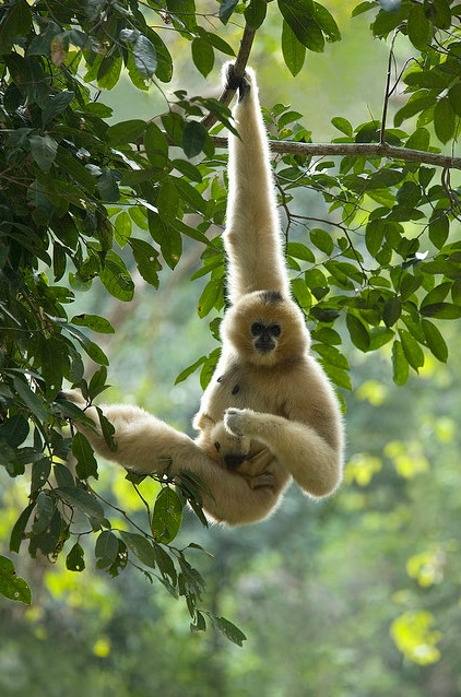 El mundo protege desde hoy a los tiburones de la sopa de aleta y el ‘fish and chips’